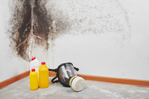 Best Professional Mold Removal  in Anderson, MO