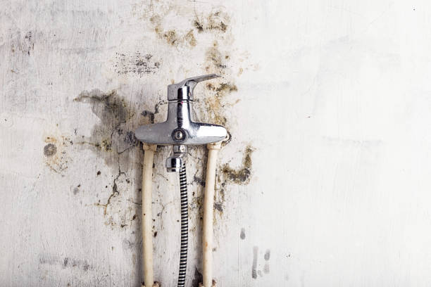 Best Commercial Mold Removal  in Anderson, MO