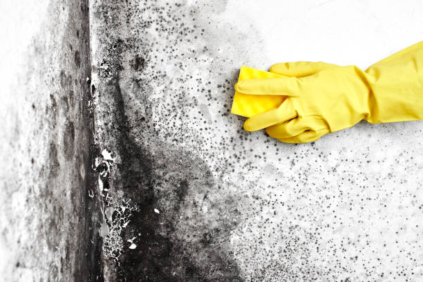 Attic Mold Removal in Anderson, MO