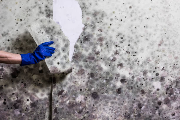 Best Home Mold Removal  in Anderson, MO