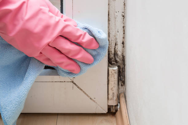 Best Toxic Mold Removal  in Anderson, MO