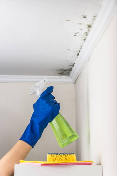 Professional Mold Removal in Anderson, MO