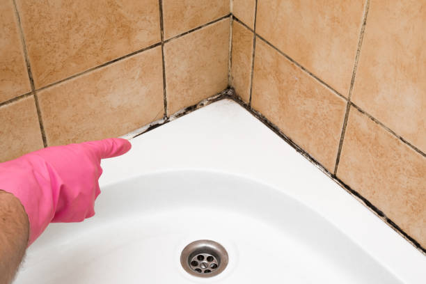 Best Affordable Mold Removal  in Anderson, MO